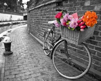 Картины по номерам 40х50: Велосипед с цветами