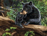 Картины по номерам 40х50: Медведица с медвежонком