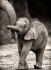 Слонёнок - Слонёнок