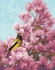 Жёлтая птица на Сакуре - Жёлтая птица на Сакуре