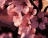 Цветы сакуры - Цветы сакуры