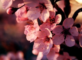 Цветы сакуры - Цветы сакуры