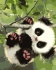 Малыш панда - Малыш панда