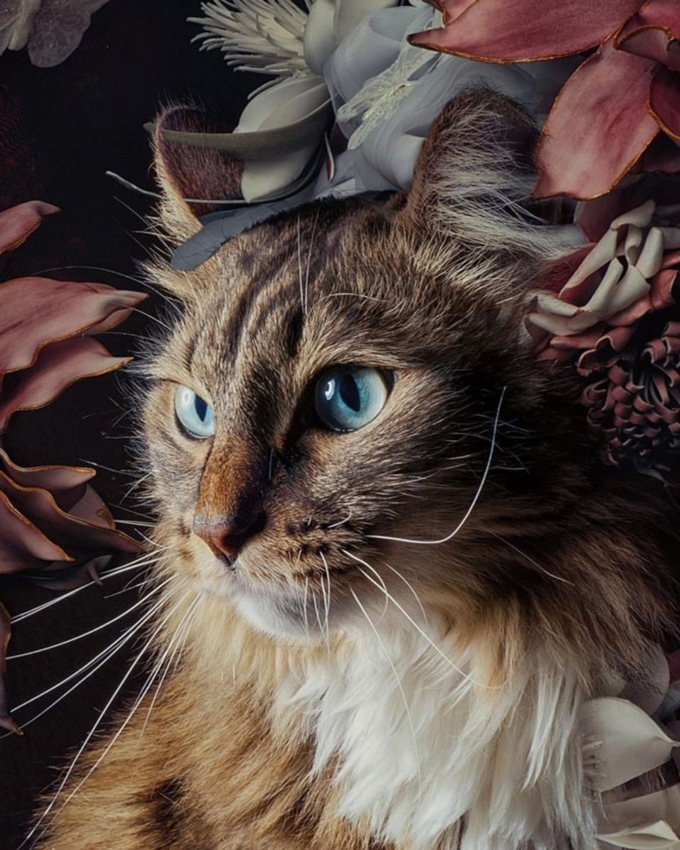 Пышный котик